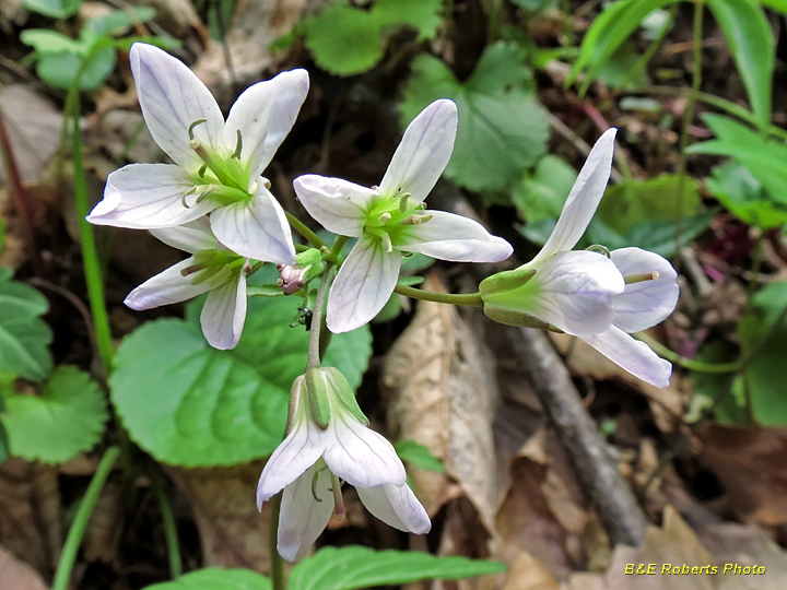 Toothwort