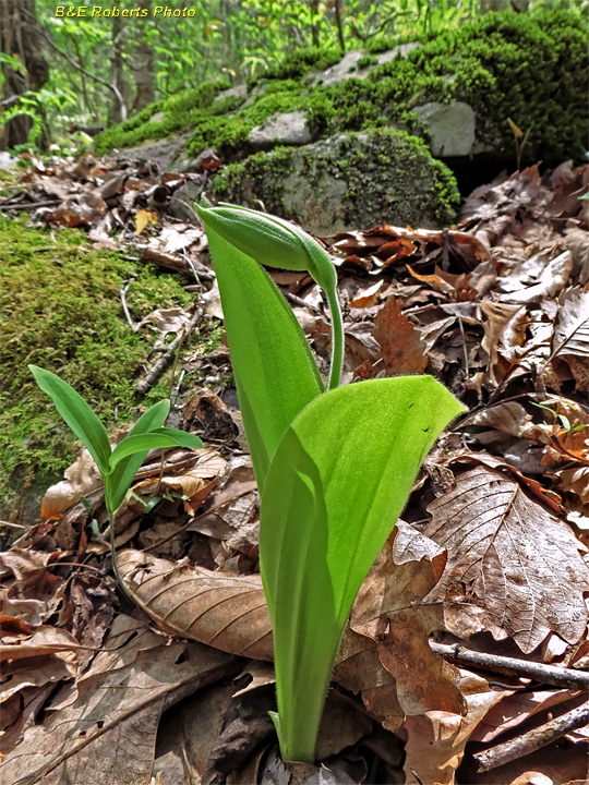 Lady_slipper