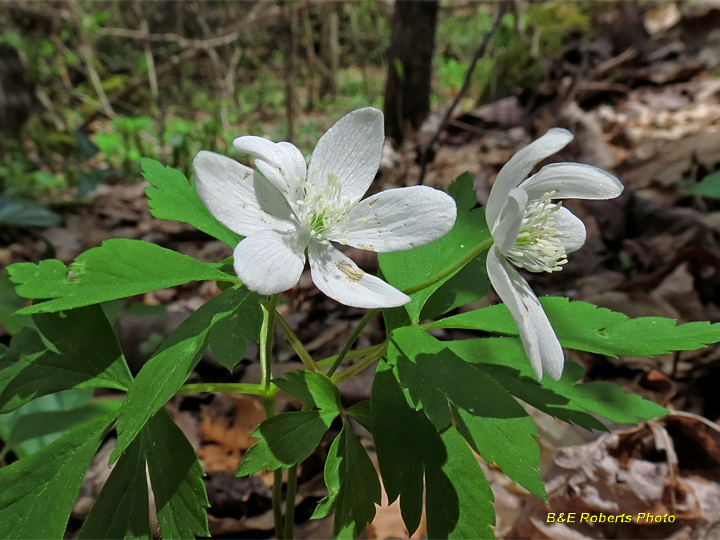 Wood_Anemone