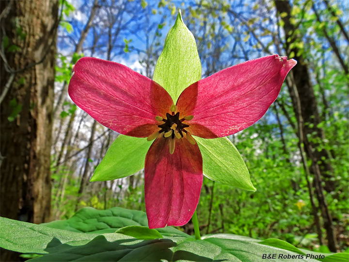 Red_Trillium