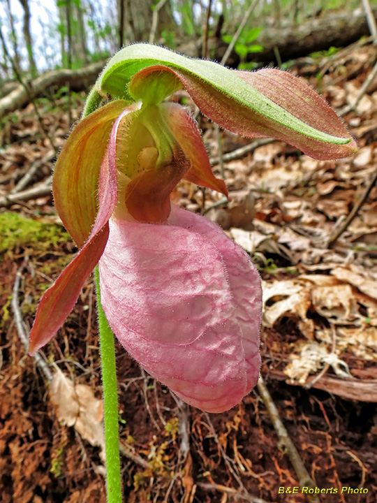 Pink_Lady_Slipper