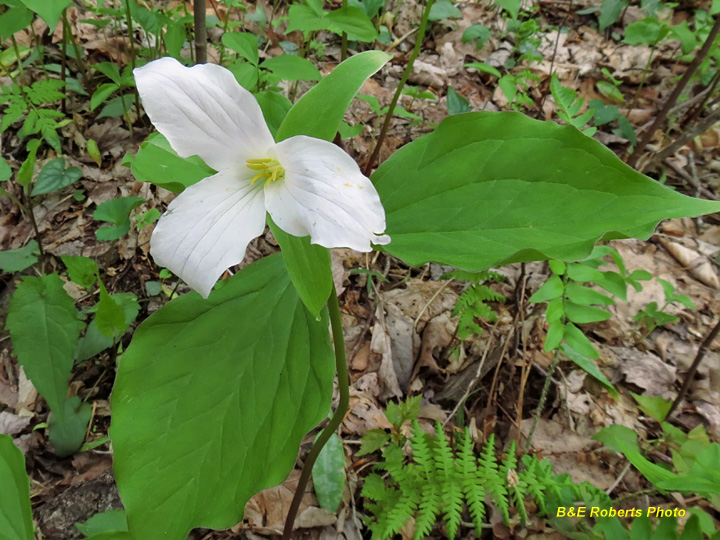 Trillium