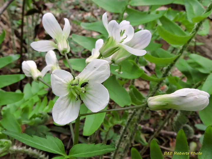 Toothwort