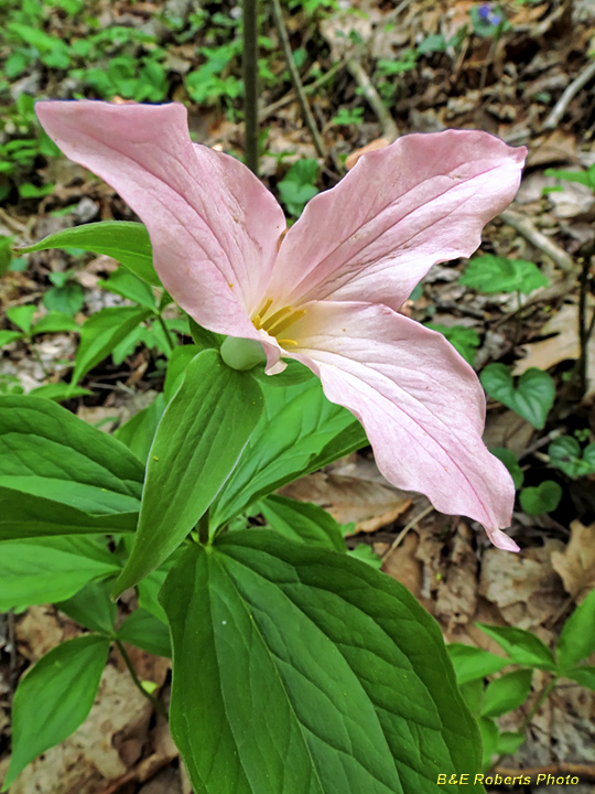 Trillium_grandiflorum-pink