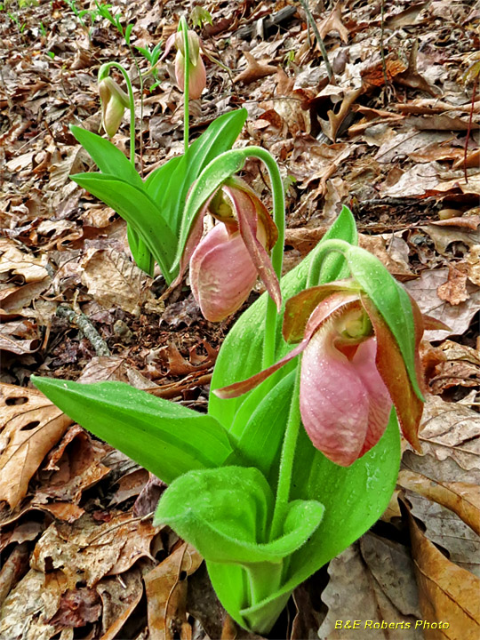 Lady_Slippers