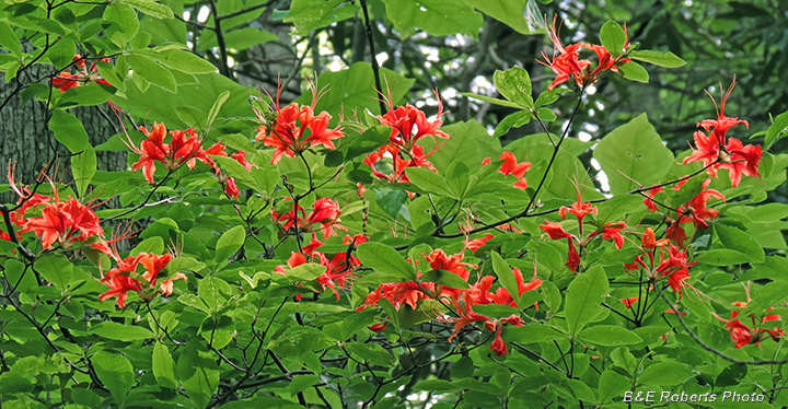 Azaleas