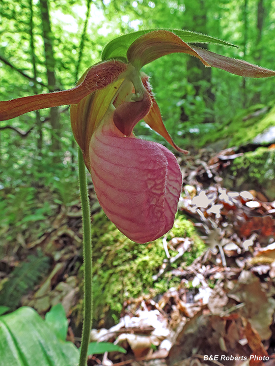 Lady_Slipper