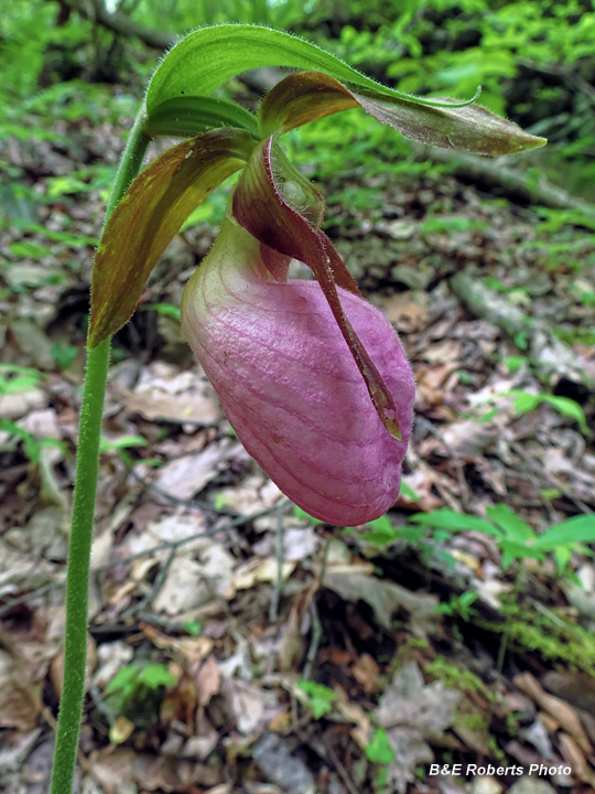 Lady_Slipper