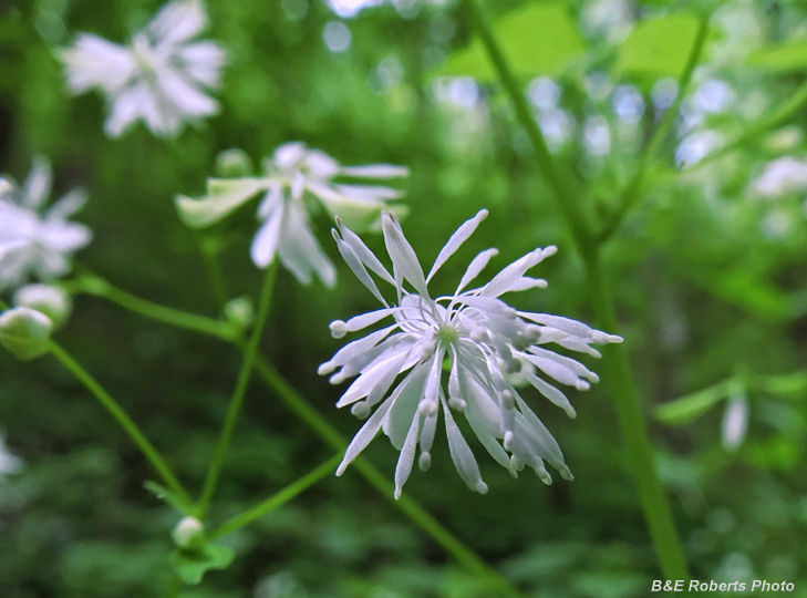 Mountain_MeadowRue