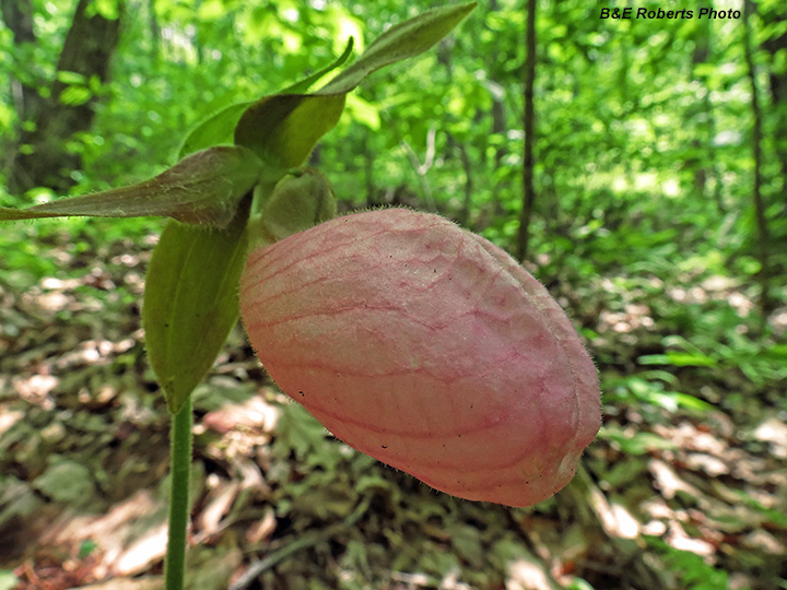 Lady_Slipper