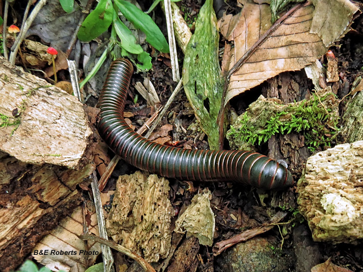 Spirobolid_Millipede