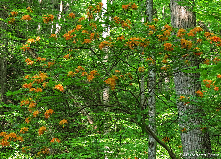 Azaleas