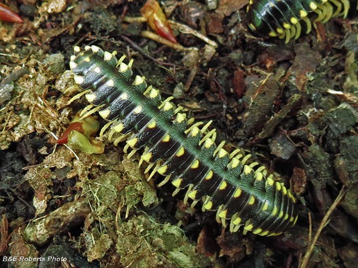 Millipede