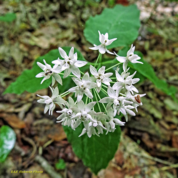 Fourleaf_Milkweed