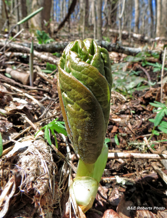 Mayapple