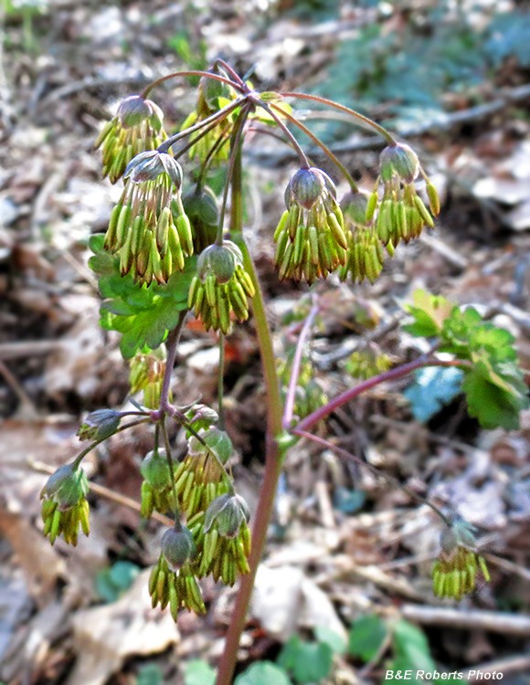 Early_Meadow_Rue