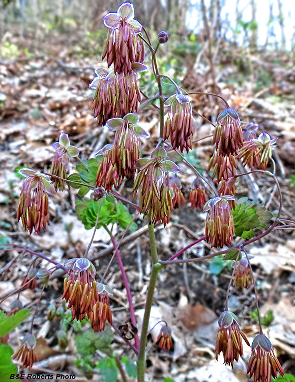 Early_Meadow_Rue