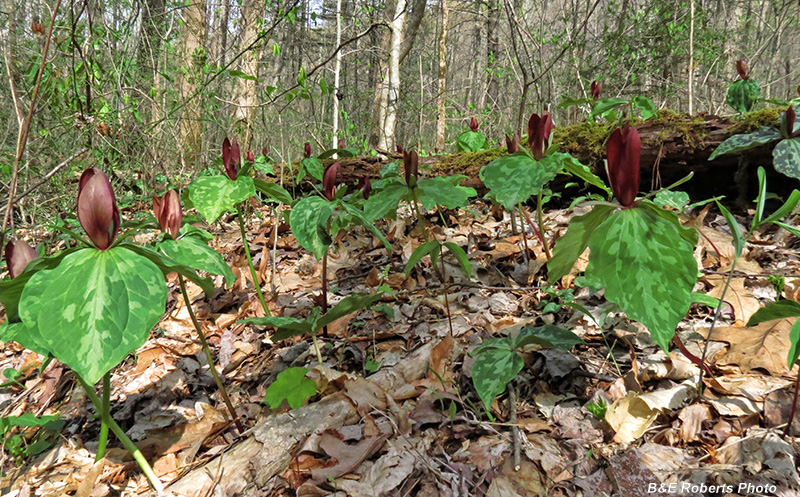 Trilliums