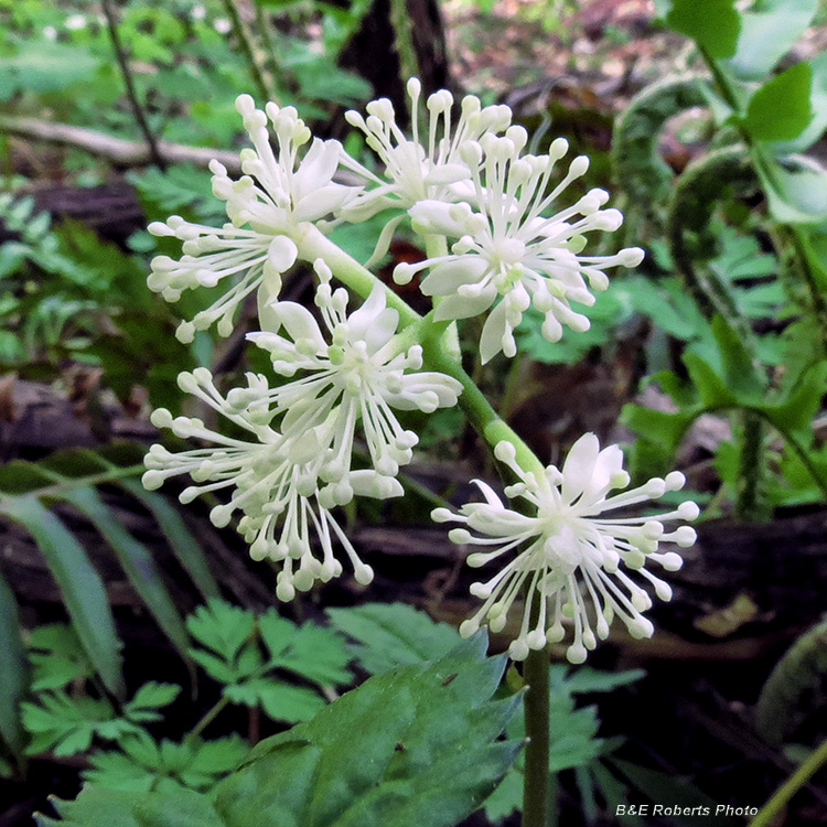 Baneberry