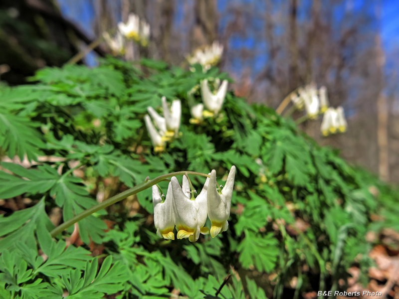 Dutchmans_Breeches