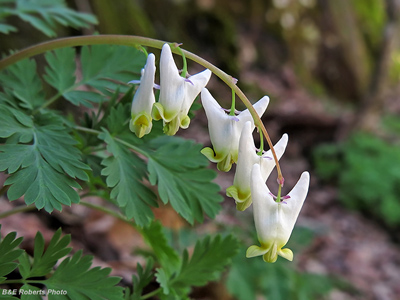 Dutchmans_Breeches