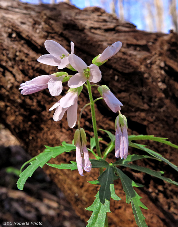 Cutleaf_Toothwort