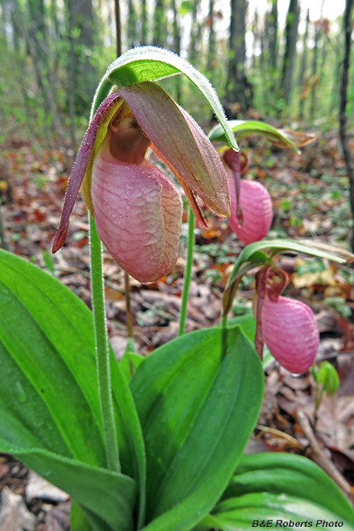 Lady_Slippers