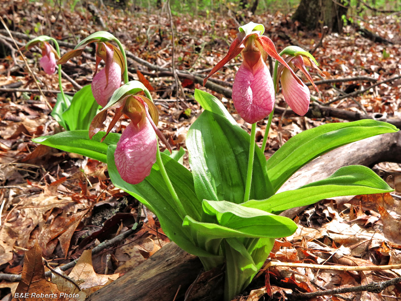 Lady_Slippers