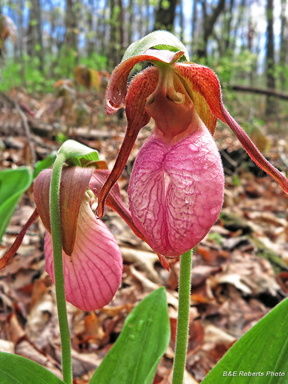 Lady_Slippers