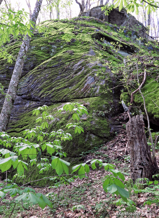 Ledge_rock-moss