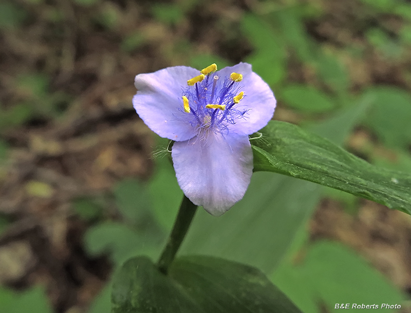 Spiderwort