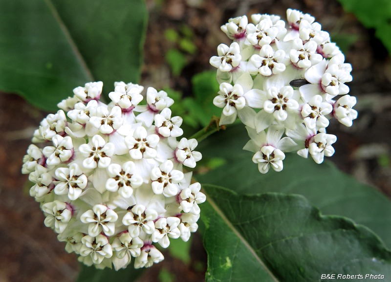 Redring_Milkweed