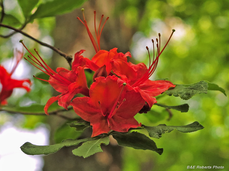 Red_Azalea