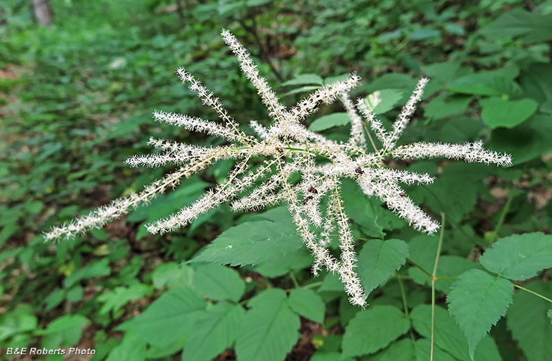 Goats_Beard