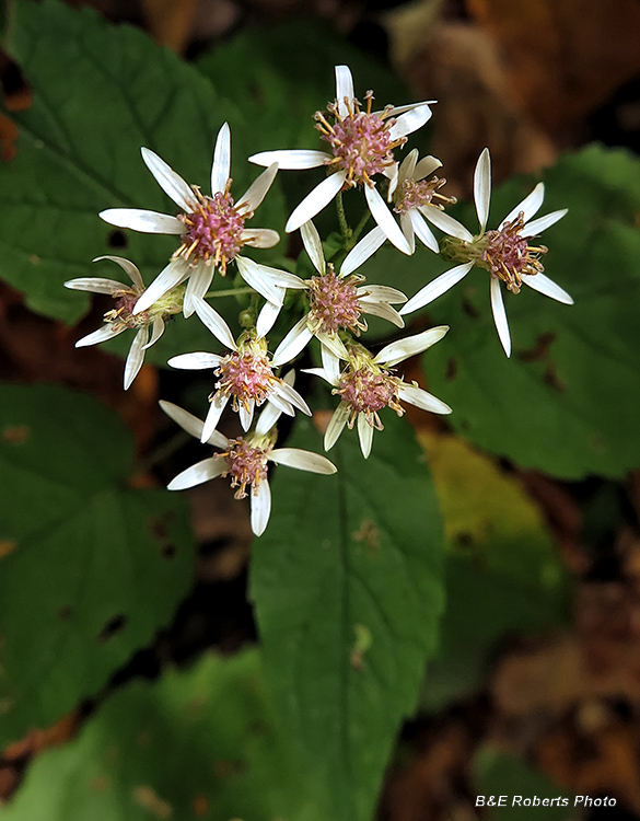 Big_leaved_Asters