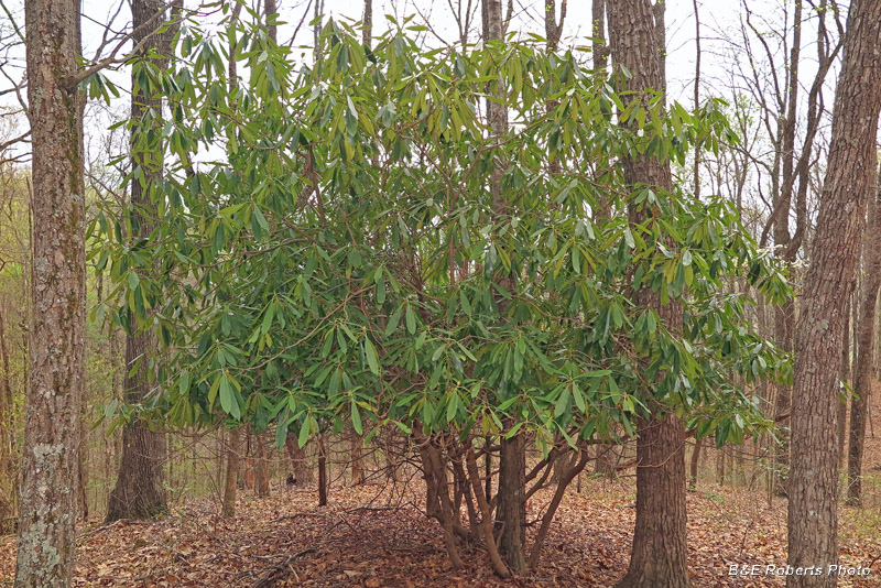 Rhododendron