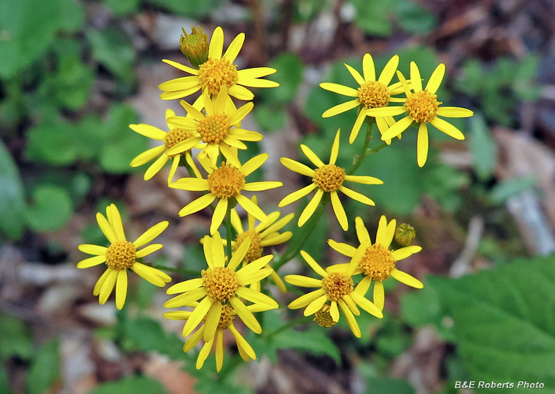 Ragwort