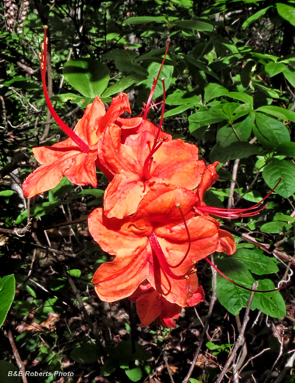 Flame_Azalea