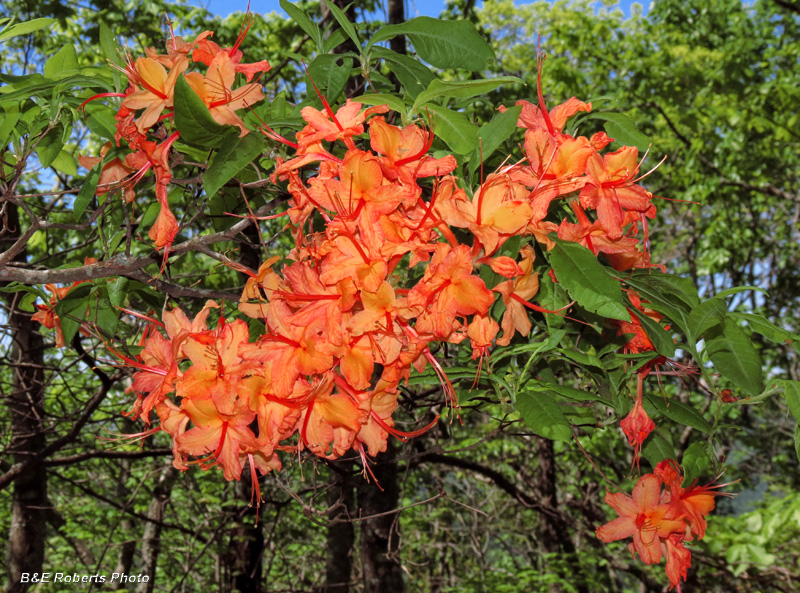 Flame_Azalea