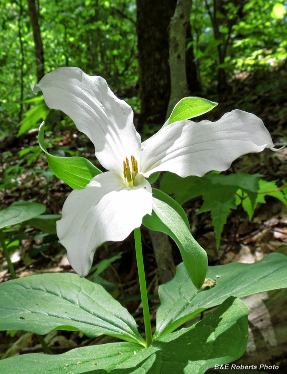 Trillium_grandiflorum