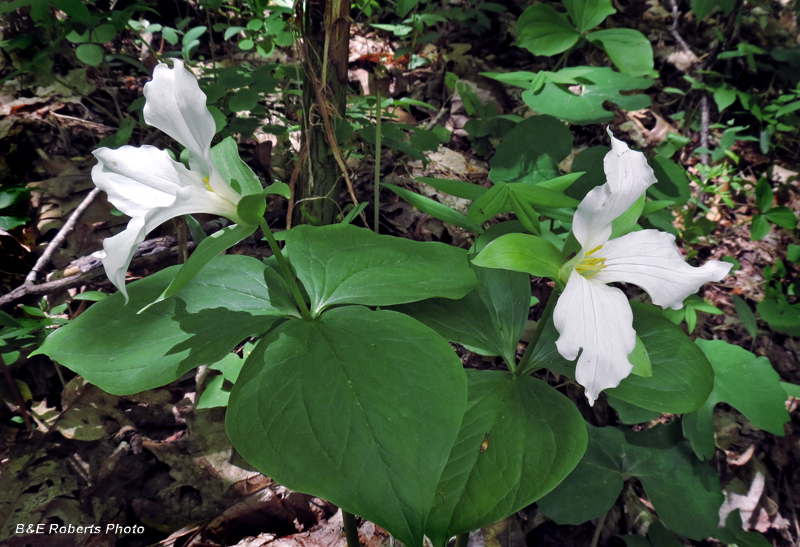 Trillium_grandiflorum_pair