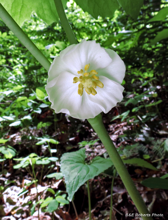 Mayapple