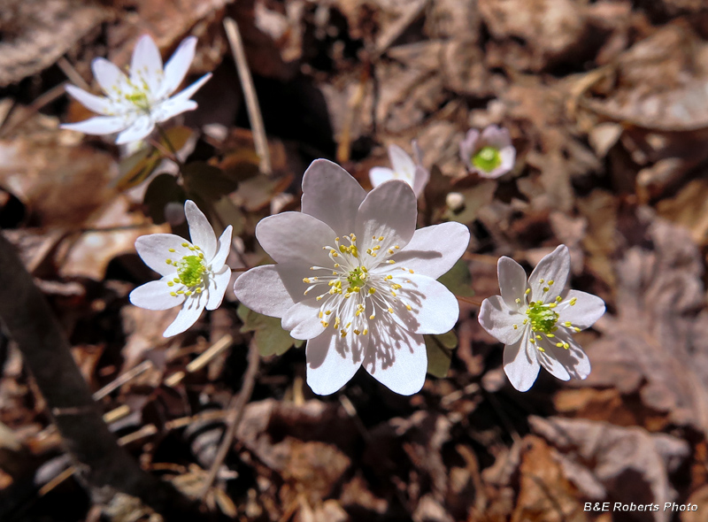 Rue_Anemone