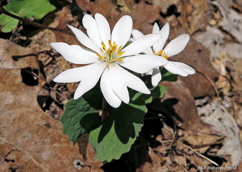 Bloodroot