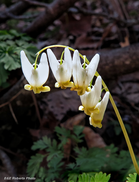 Dutchman_Breeches