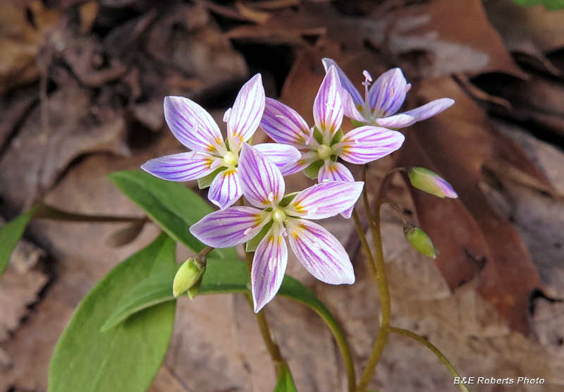 Spring_Beauties