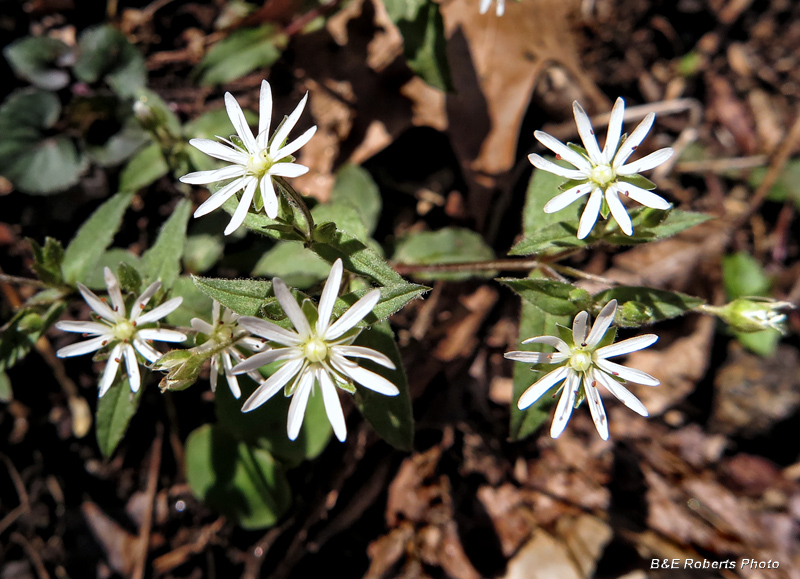 Chickweed