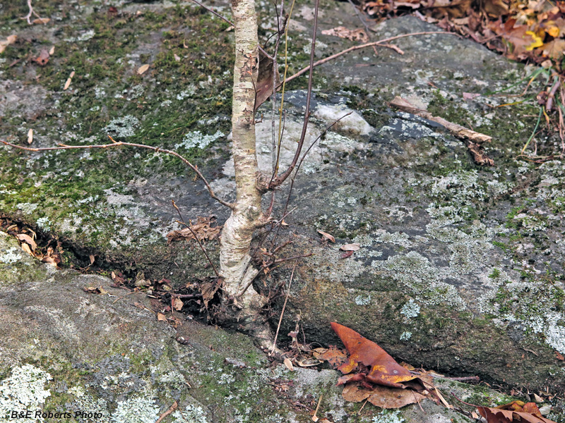 Birch_in_rock