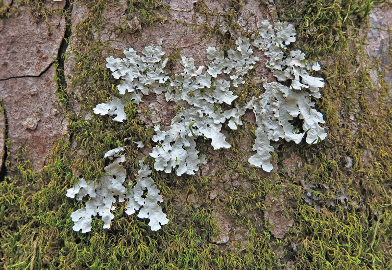 Lobaria