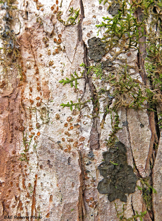 Lichen